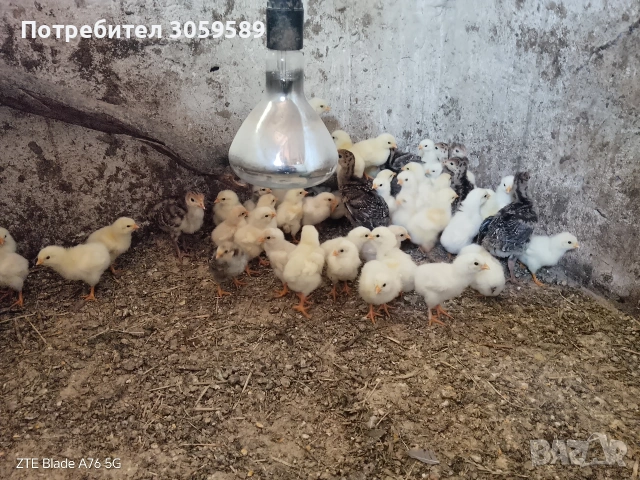 Пиленца брезе и бял съсекс продавам, снимка 3 - Кокошки и пуйки - 55126013