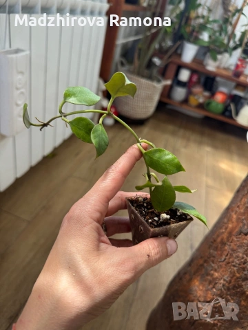 Hoya Хоя Rangsan , снимка 2 - Стайни растения - 54569655