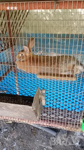 Продавам Зайчета, снимка 2 - Други животни - 55617590