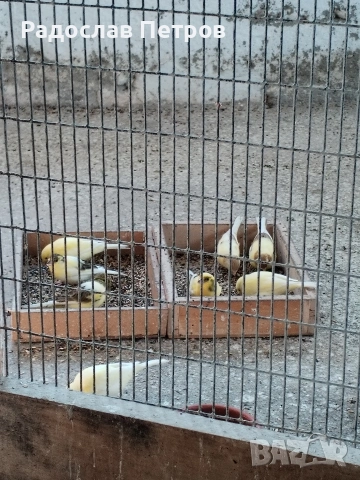 Продавам канари 