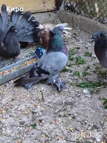 Унгарски гигант