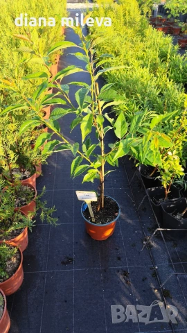 Японска Вишна Канзан, Сакура, Prunus Serrulata Kanzan, снимка 13 - Градински цветя и растения - 55161099