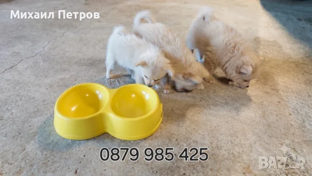 ​🐾  Мини Померан с ваксини паспорт , снимка 2 - Померан - 55328999