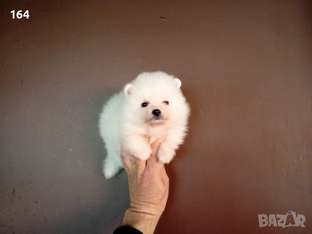 Бели Померани. , снимка 3 - Померан - 54112405