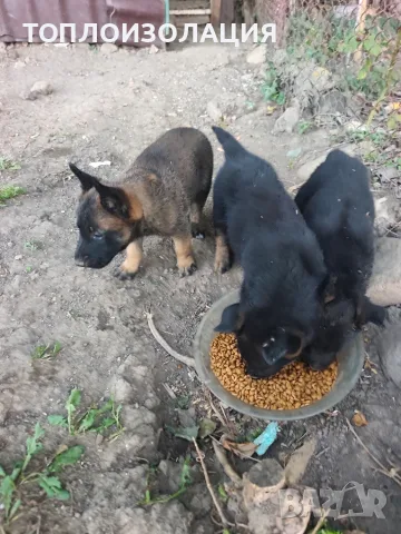 Белгийска овчарка 