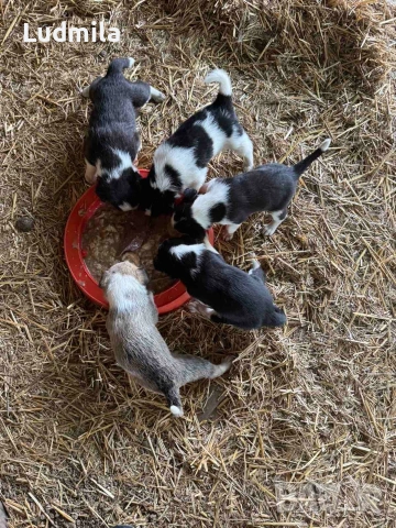 Бордър коли, снимка 2 - Бордър коли - 54972840