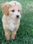 Малтипу -Maltipoo, снимка 4