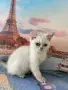 британски котенца, снимка 7