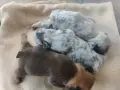 Френски Булдочета , снимка 4