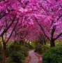 Див рожков (Cercis siliquastrum) Дърво на Юда, снимка 3