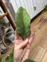 Hoya Хоя Meredithii Ted Green , снимка 1
