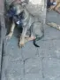Белгийска овчарка , снимка 4