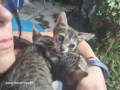 бебета мъжки кучета и котенца, снимка 4