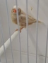 Амадинки джъмбо изложбени , снимка 2