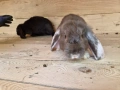 Френски кочовати зайци , снимка 4
