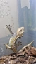 Ресничести гекони / crested gecko / correlophus ciliatus, снимка 5