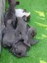 Продавам френски булдочета, снимка 1