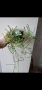 Хоя, hoya Retusa, снимка 3