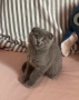 Шотландско коте (Scottish Fold), снимка 3