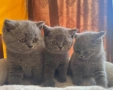 Чистокръвни британски котенца , снимка 1