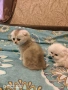 Шотландски котки , сребърна чинчила, колорпойнт, дългокосместо шотландско коте , снимка 5