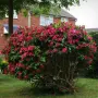 ❤️🌿❤️ Вайгела (Weigela florida) 'Bristol Ruby', снимка 2