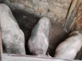 Прасе, снимка 1