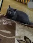 Британски котенца, снимка 13