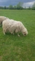 Продавам 20 броя Кочове , снимка 7