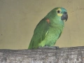 Синьочела амазона , снимка 3