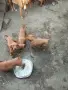 Жълтоалесто гонче , снимка 1