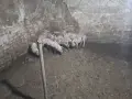Малки прасета дюрок и ландрас, снимка 2
