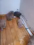 Свободни британски котета, снимка 3
