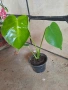 Monstera deliciosa реалните растения на последните снимки , снимка 6