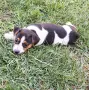 Продавам кученца джак ръсел териер, снимка 12