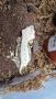 Ресничести гекони / crested gecko / correlophus ciliatus, снимка 3