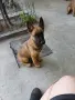 малиноа на 3 месеца, снимка 3