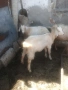 продавам ярета , снимка 2