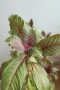 Боливийска фуксия, Fuchsia boliviana, 2-год. растение !, снимка 3