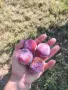 Продавам  сливи , снимка 2