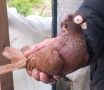   продавам  плевенски гълъби, снимка 1