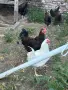 Ярки и кокошки! , снимка 11