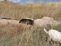 Елитни каракачански овце , снимка 7