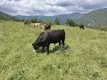 Био Месо 100% , Пасищно отглеждани Телета ! , снимка 3