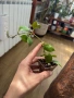 Hoya Хоя Rangsan , снимка 2