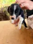 Подарявам кученца, снимка 1
