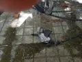 Колело ктм  ktm , снимка 4