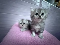 Персийски чинчили, снимка 12