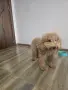 Мини пудел момченце , снимка 2