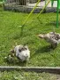 Селски гъски 2 женски с 1 мъжкар, снимка 1
